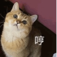 一颗不落小糖喵喵